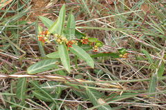 Hemidesmus indicus var. indicus